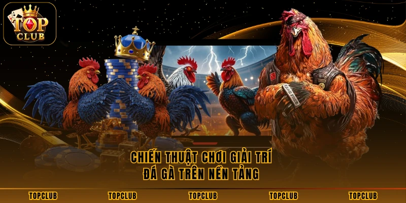 Chiến thuật chơi giải trí đá gà trên nền tảng 
